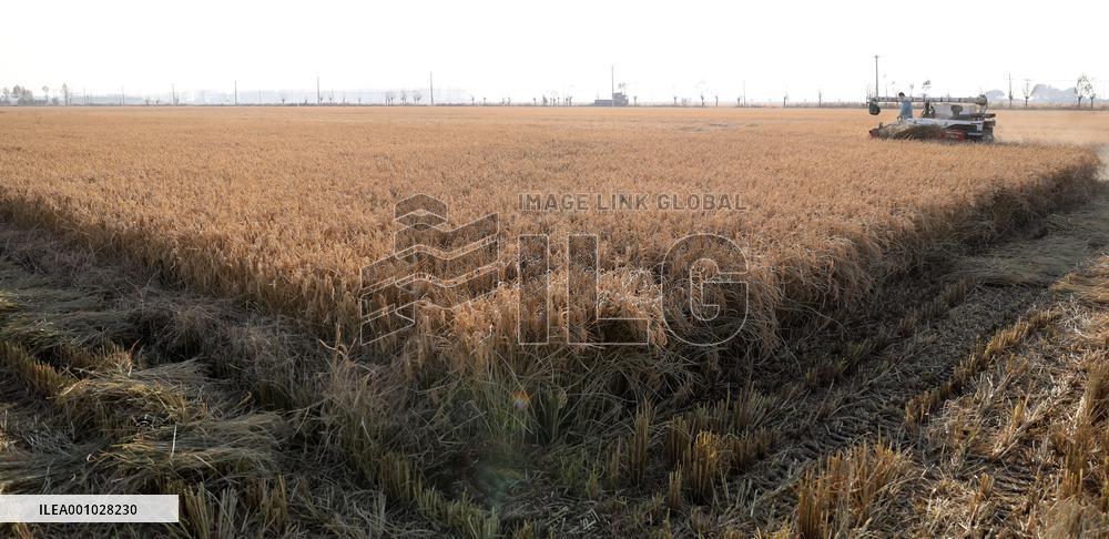 CHINA-LIAONING-SHENYANG-PADDY RICE-HARVEST (CN)