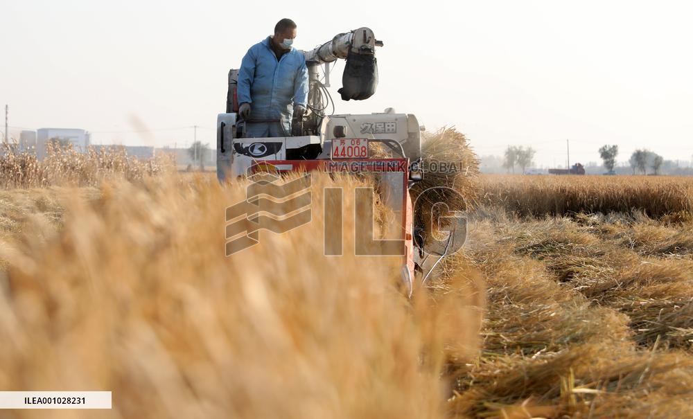 CHINA-LIAONING-SHENYANG-PADDY RICE-HARVEST (CN)