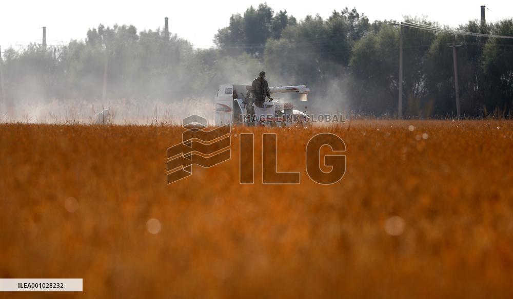 CHINA-LIAONING-SHENYANG-PADDY RICE-HARVEST (CN)