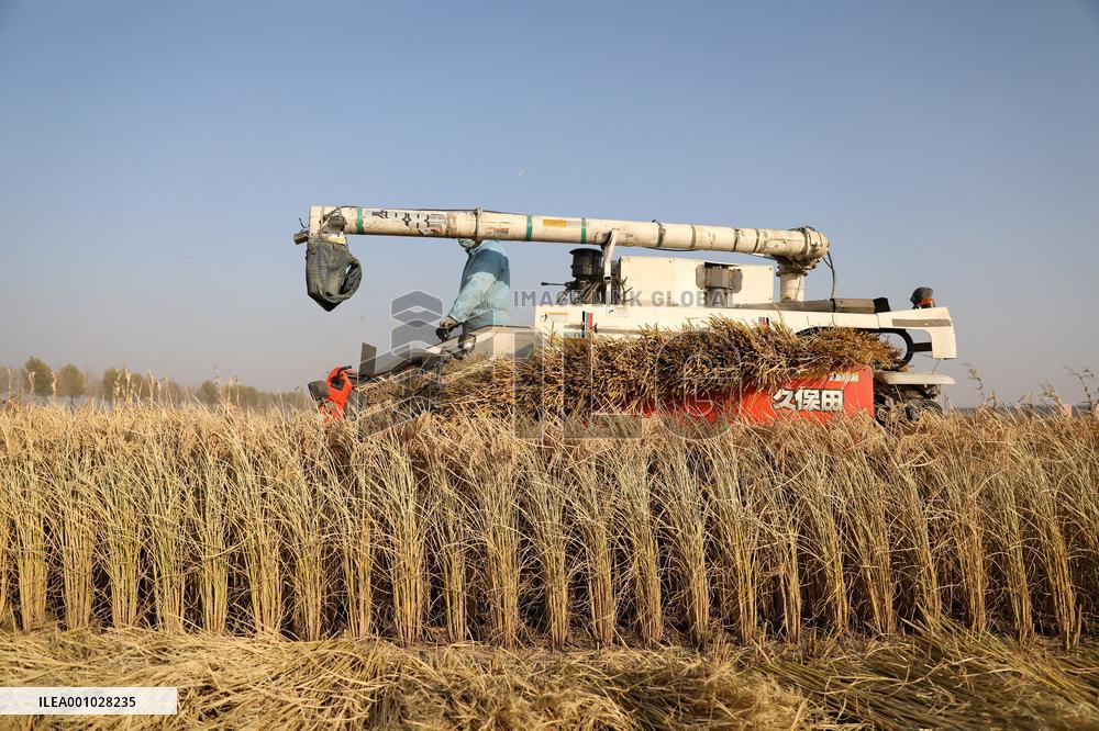 CHINA-LIAONING-SHENYANG-PADDY RICE-HARVEST (CN)