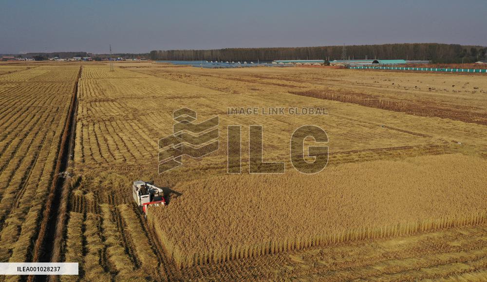 CHINA-LIAONING-SHENYANG-PADDY RICE-HARVEST (CN)