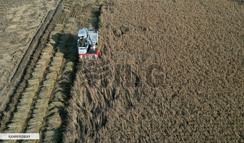 CHINA-LIAONING-SHENYANG-PADDY RICE-HARVEST (CN)