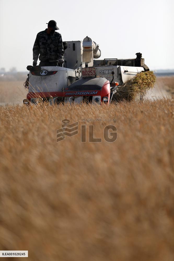 CHINA-LIAONING-SHENYANG-PADDY RICE-HARVEST (CN)