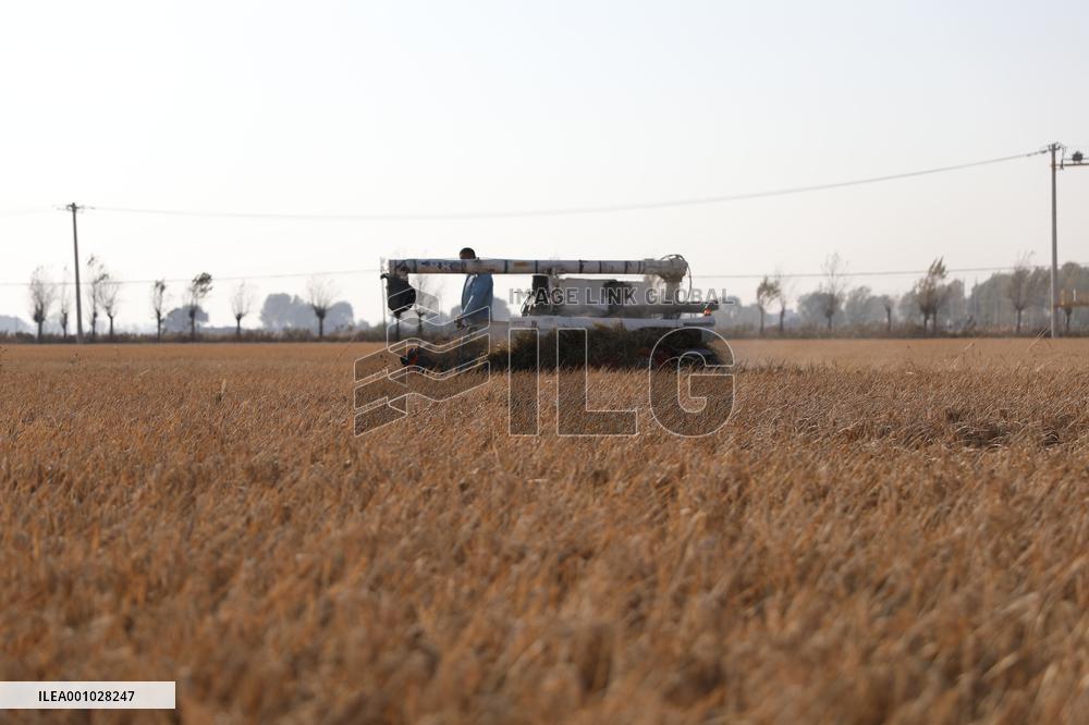 CHINA-LIAONING-SHENYANG-PADDY RICE-HARVEST (CN)