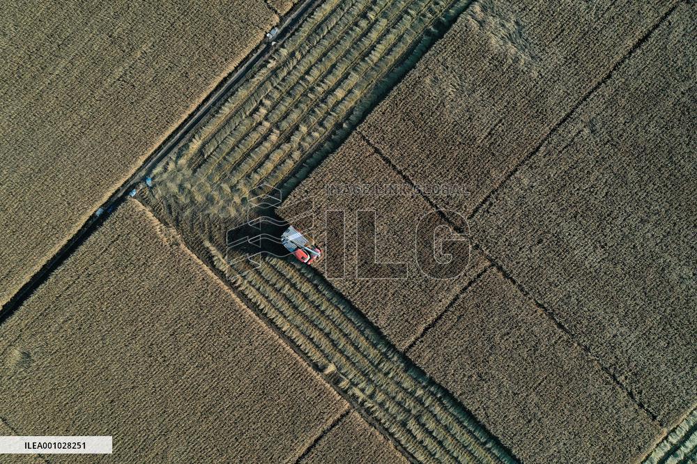 CHINA-LIAONING-SHENYANG-PADDY RICE-HARVEST (CN)