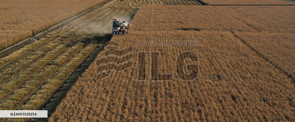 CHINA-LIAONING-SHENYANG-PADDY RICE-HARVEST (CN)