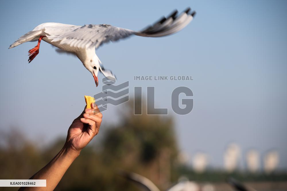 CHINA-YUNNAN-KUNMING-BLACK-HEADED GULLS (CN)