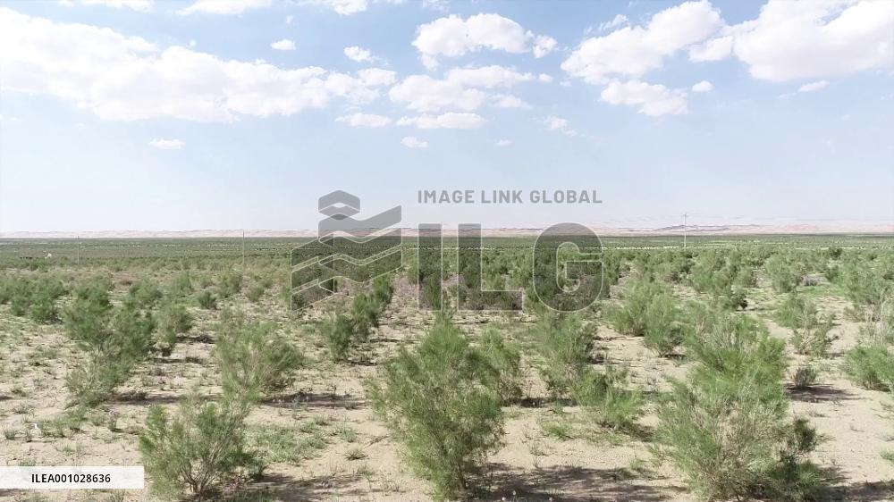 Green belt on edge of desert benefits farmers, herdsmen in north China