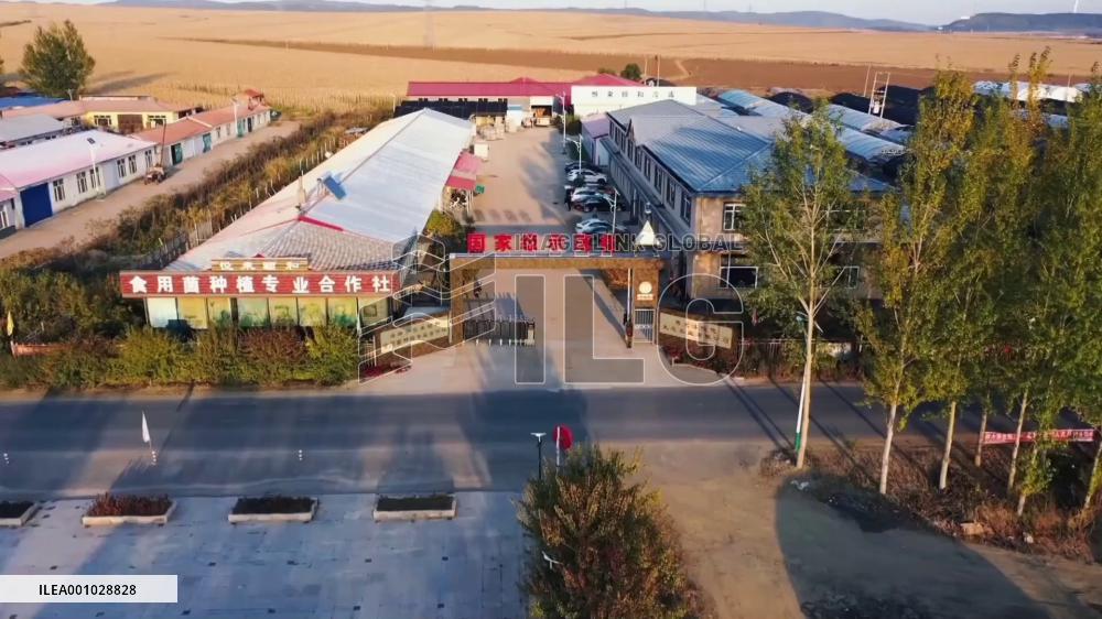 China's Heilongjiang sees bumper harvest of lion's mane mushrooms