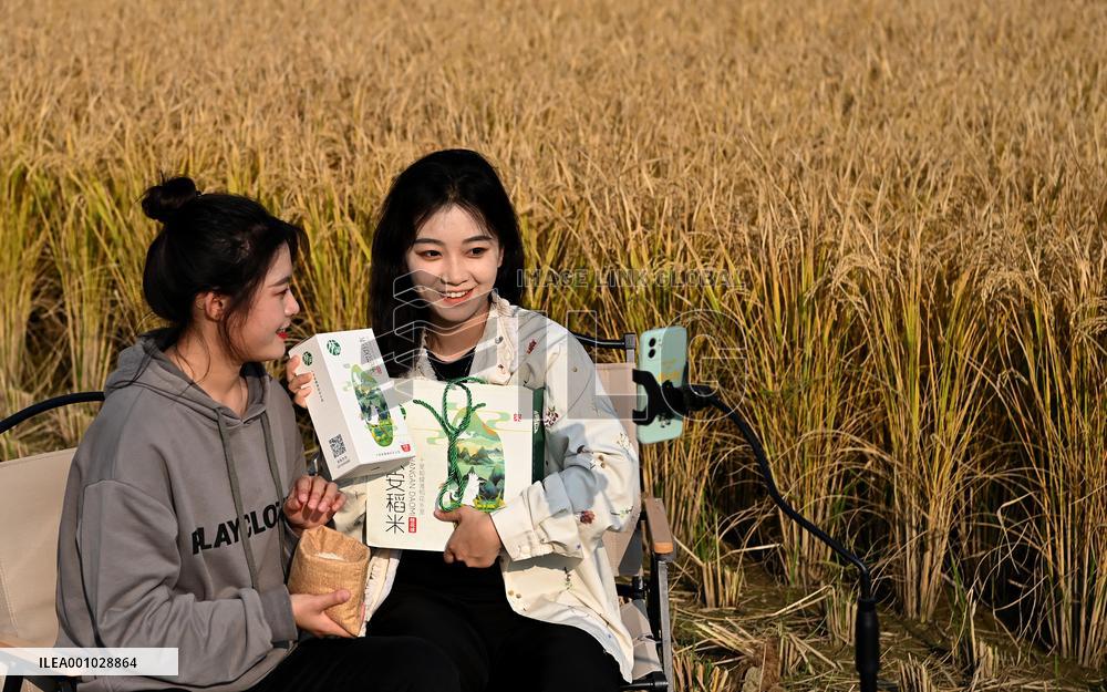 CHINA-SHAANXI-XI'AN-PADDY RICE-HARVEST (CN)