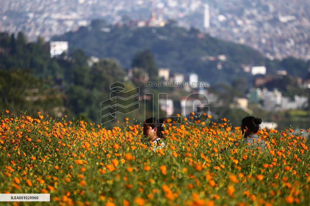 Marigold flowers in full bloom in Nepal ahead of Tihar/ Diwali