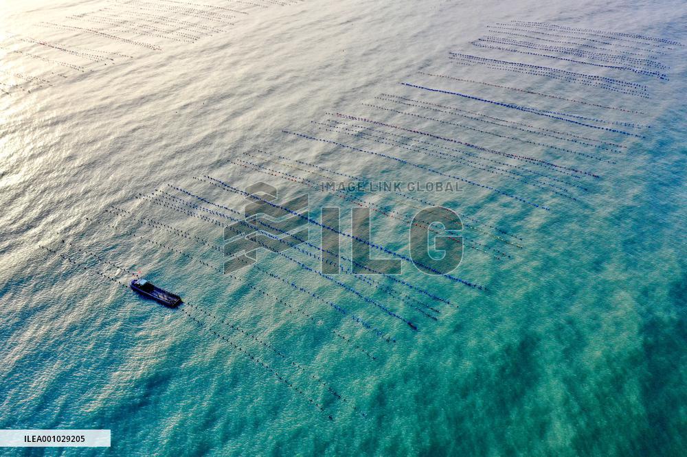 CHINA-FUJIAN-XIAPU-OYSTER-HARVEST (CN)