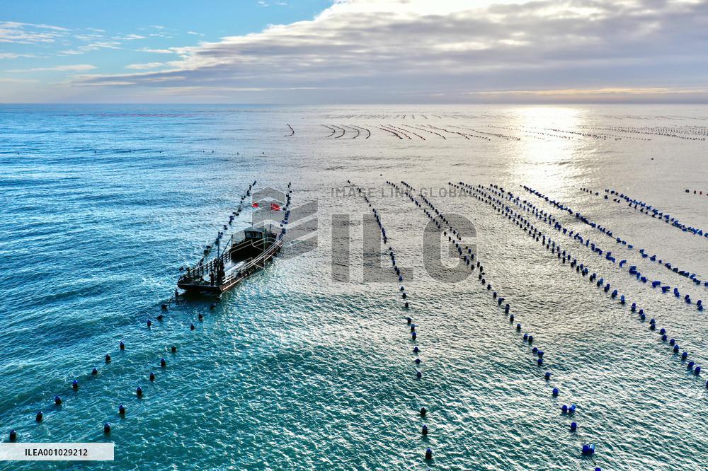 CHINA-FUJIAN-XIAPU-OYSTER-HARVEST (CN)