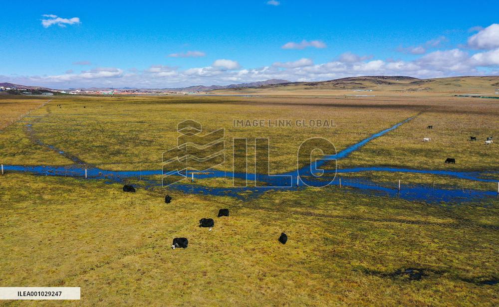 CHINA-SICHUAN-YELLOW RIVER-WETLANDS (CN)