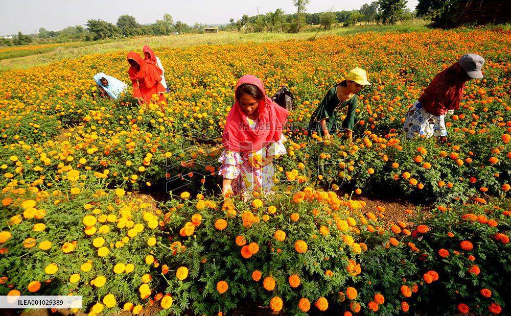INDIA-MADHYA PRADESH-BHOPAL-DIWALI CELEBRATION