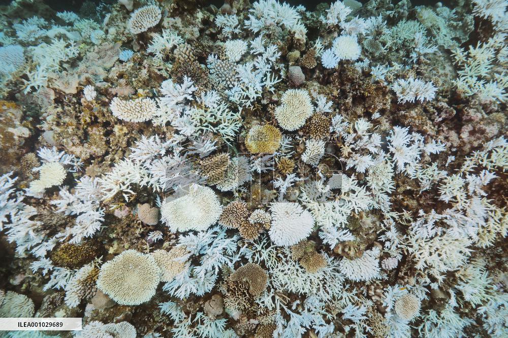 Bleached coral reef in Okinawa
