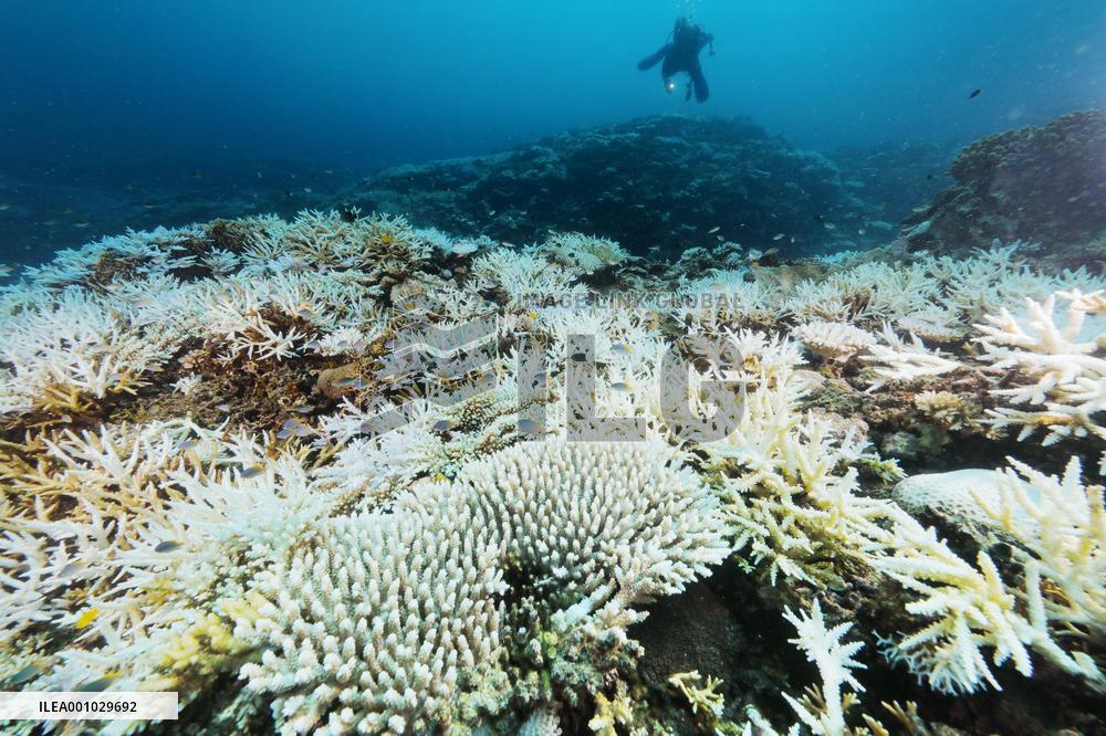 Bleached coral reef in Okinawa