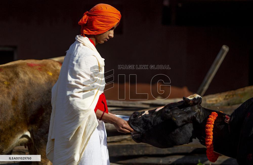 NEPAL-KATHMANDU-TIHAR-COW WORSHIP