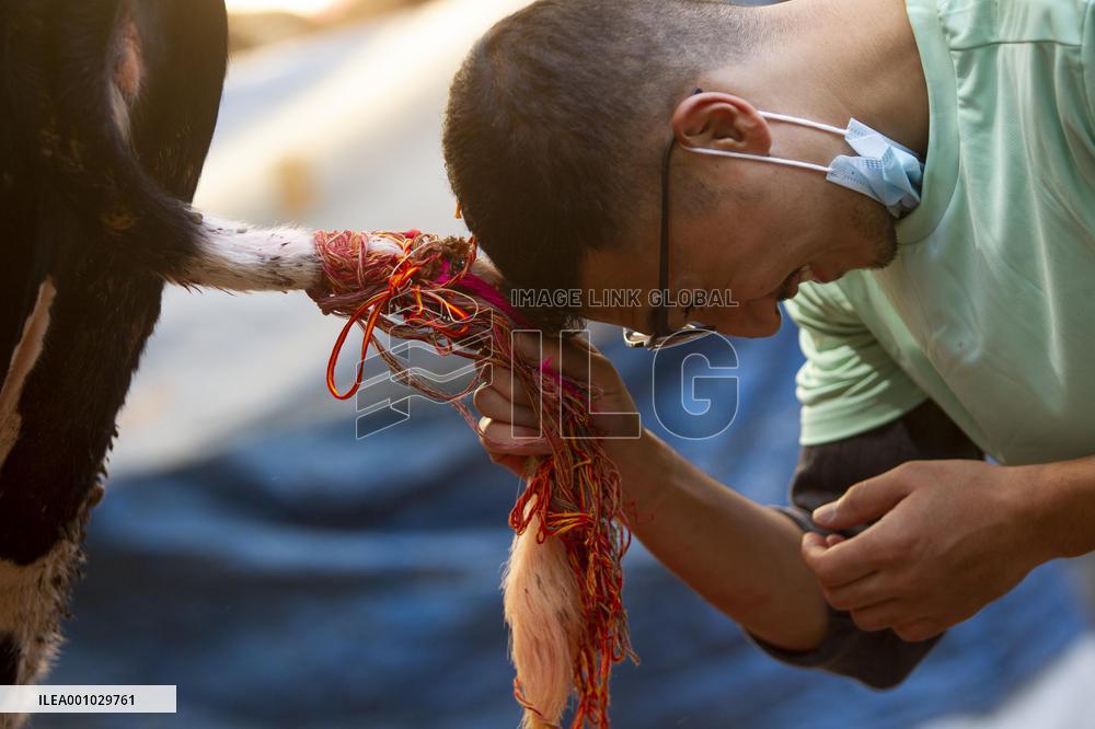 NEPAL-KATHMANDU-TIHAR-COW WORSHIP
