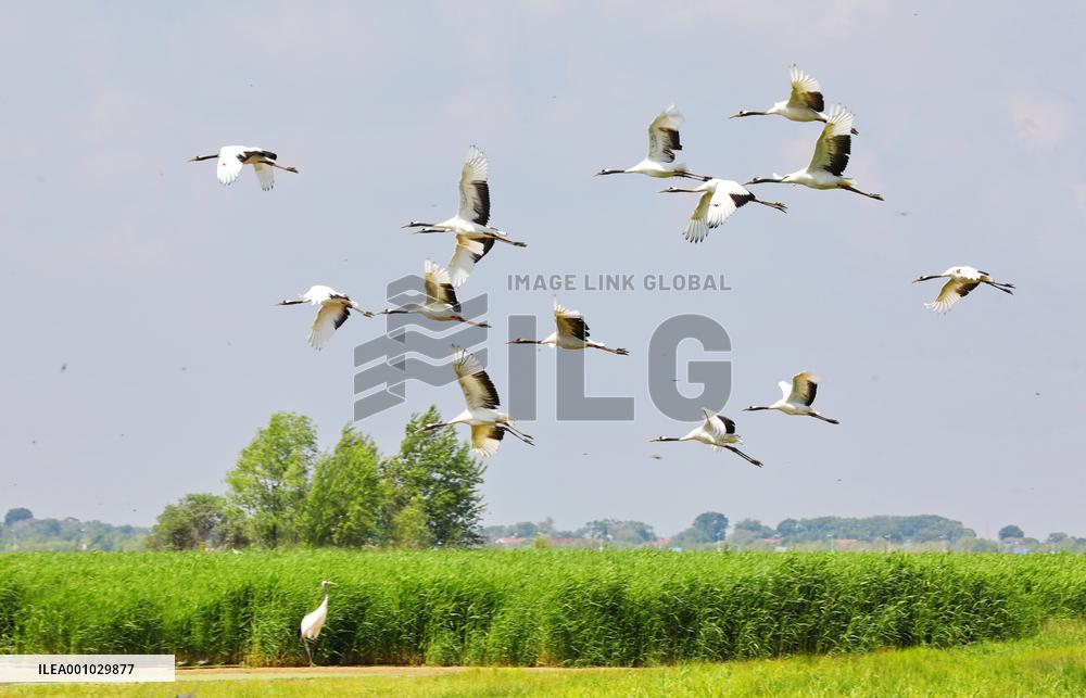 CHINA-HEILONGJIANG-ZHALONG-NATURE RESERVE (CN)