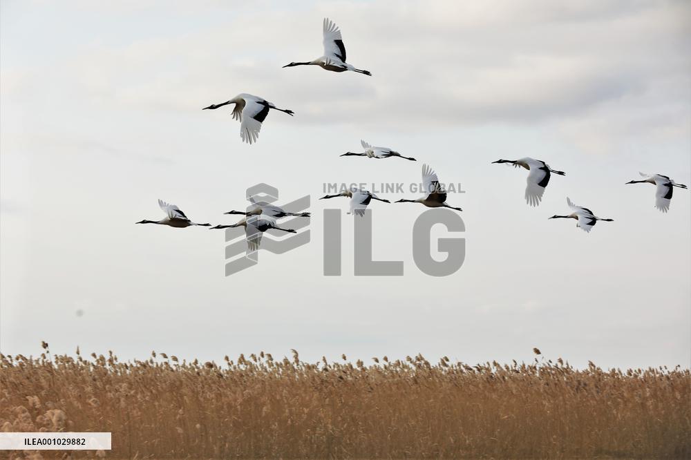 CHINA-HEILONGJIANG-ZHALONG-NATURE RESERVE (CN)