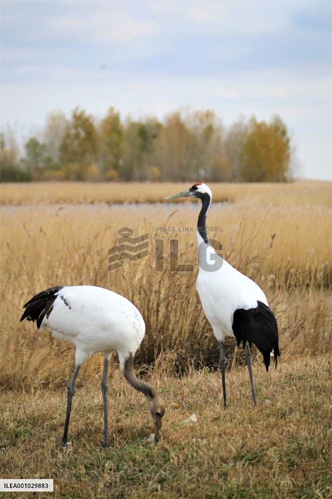 CHINA-HEILONGJIANG-ZHALONG-NATURE RESERVE (CN)