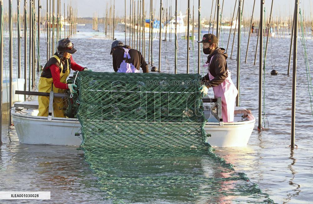 Seaweed farming in Japan