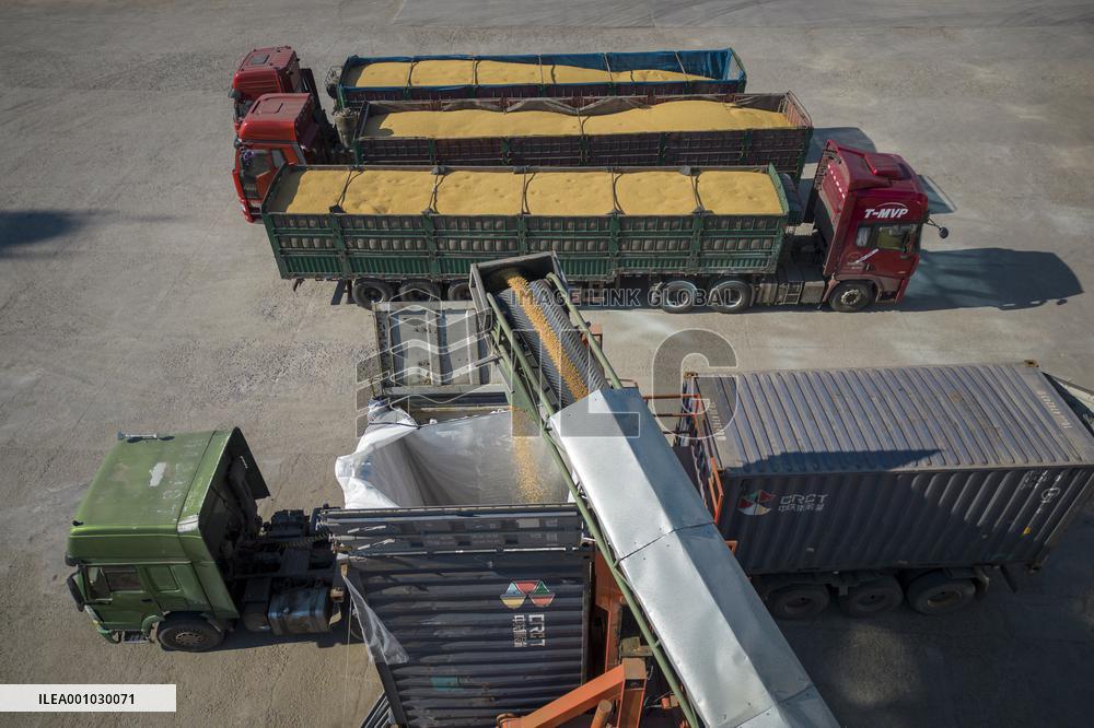 CHINA-HEILONGJIANG-SUIHUA-SOYBEAN-HARVEST (CN)