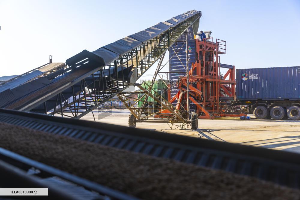 CHINA-HEILONGJIANG-SUIHUA-SOYBEAN-HARVEST (CN)