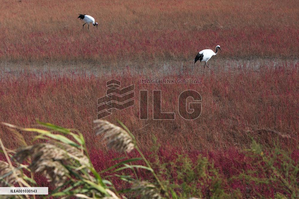 CHINA-LIAONING-LIAOHE DELTA (CN)