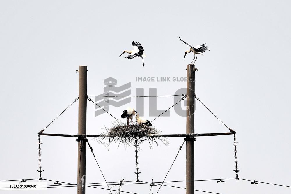 CHINA-SHANDONG-YELLOW RIVER DELTA WETLAND-SCENERY (CN)