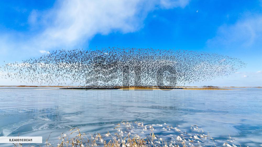 CHINA-SHANDONG-YELLOW RIVER DELTA WETLAND-SCENERY (CN)
