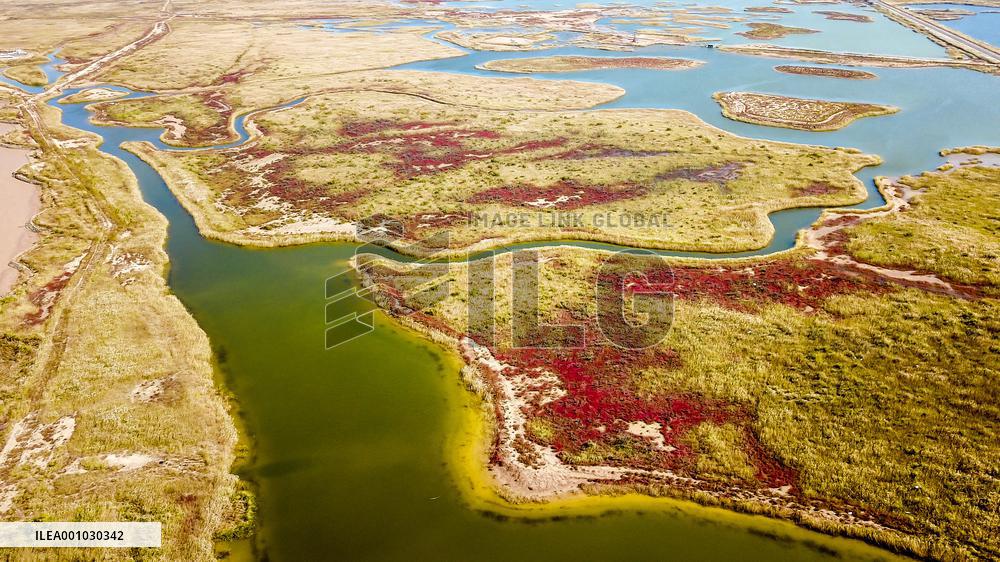 CHINA-SHANDONG-YELLOW RIVER DELTA WETLAND-SCENERY (CN)