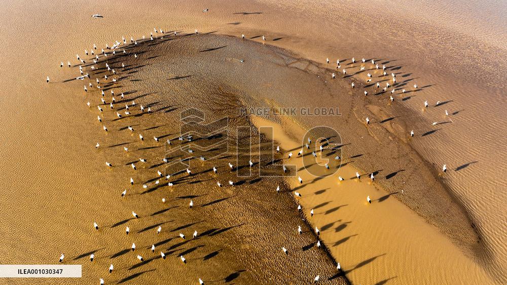 CHINA-SHANDONG-YELLOW RIVER DELTA WETLAND-SCENERY (CN)