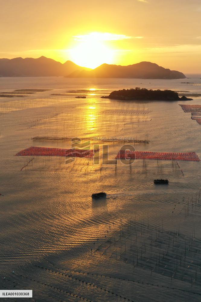 CHINA-FUJIAN-XIAPU-AQUACULTURE-HARVEST (CN)