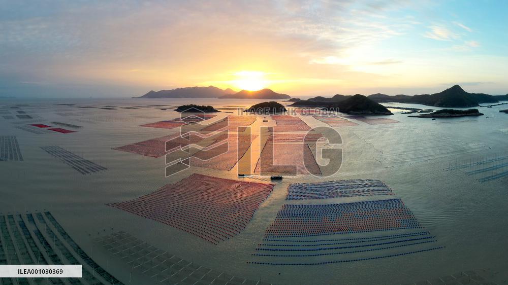 CHINA-FUJIAN-XIAPU-AQUACULTURE-HARVEST (CN)