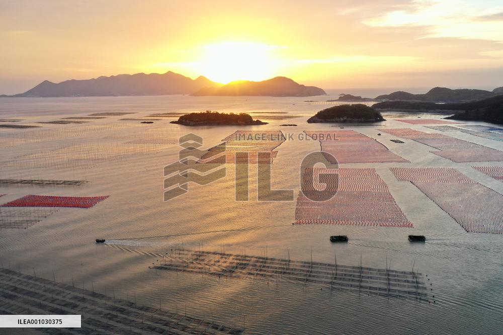CHINA-FUJIAN-XIAPU-AQUACULTURE-HARVEST (CN)