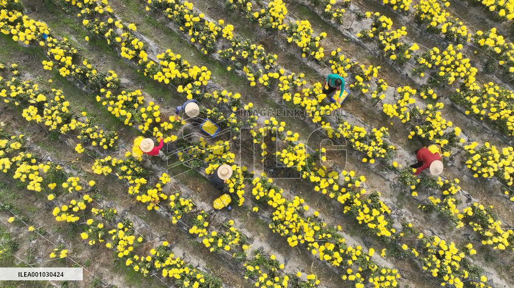 CHINA-HUNAN-HENGYANG-CHRYSANTHEMUM-HARVEST (CN)