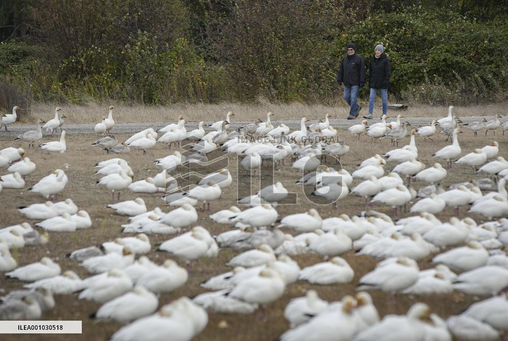 CANADA-RICHMOND-SNOW GOOSE-MIGRATION