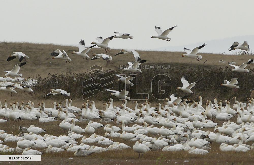 CANADA-RICHMOND-SNOW GOOSE-MIGRATION