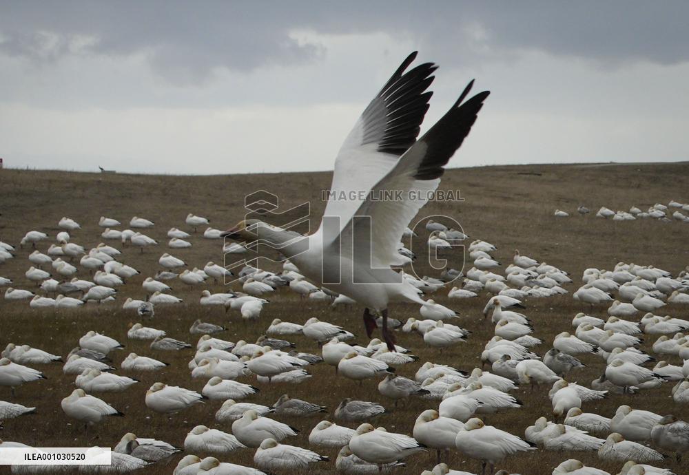CANADA-RICHMOND-SNOW GOOSE-MIGRATION