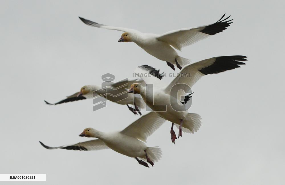 CANADA-RICHMOND-SNOW GOOSE-MIGRATION