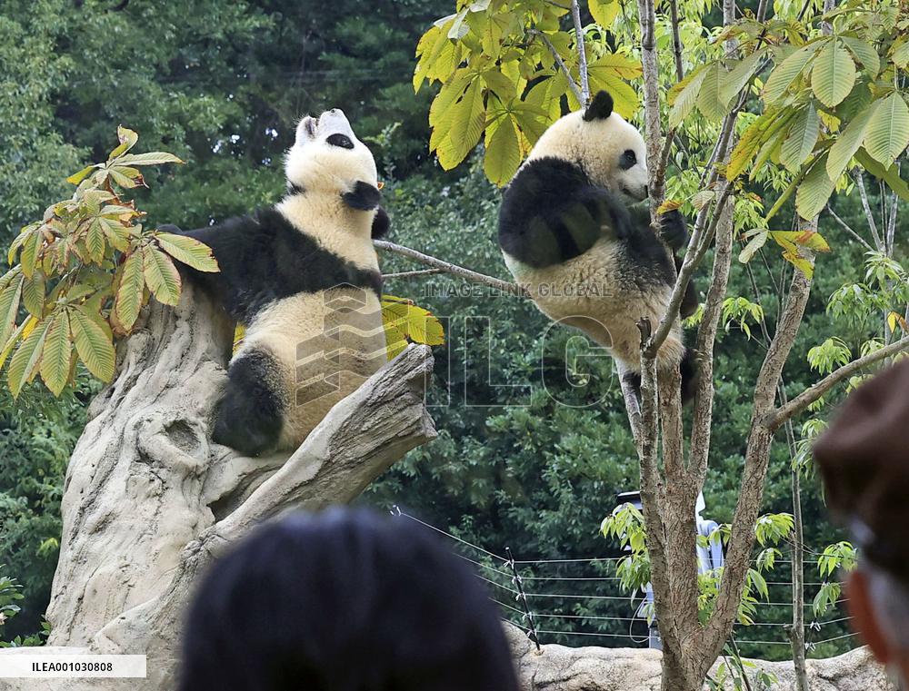 Twin giant pandas at Ueno zoo