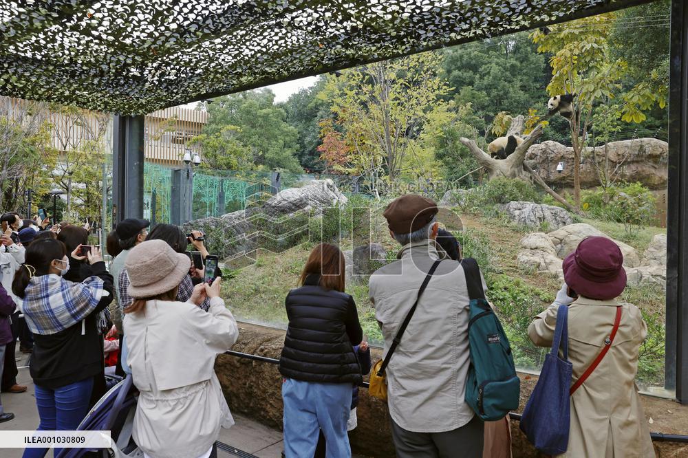 Twin giant pandas at Ueno zoo