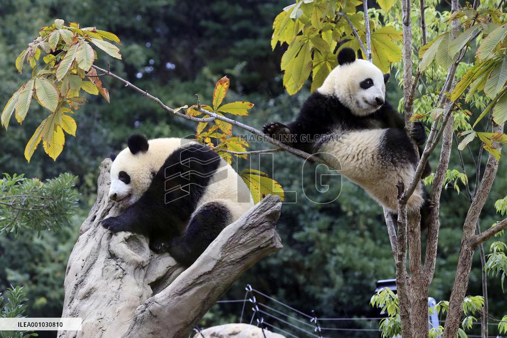 Twin giant pandas at Ueno zoo