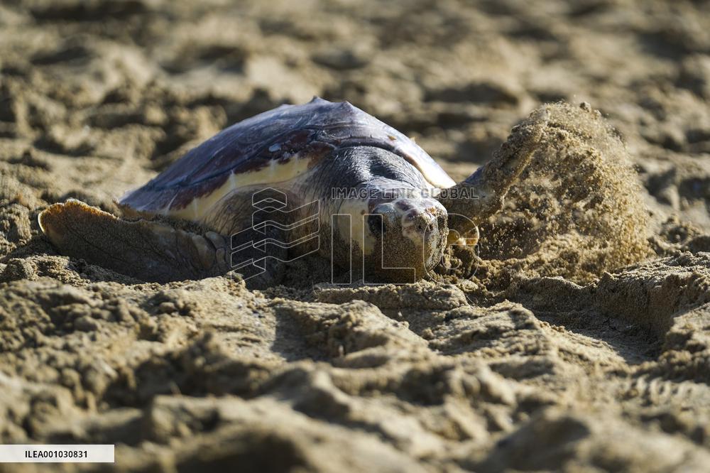 MALTA-MANIKATA-TURTLE RELEASE