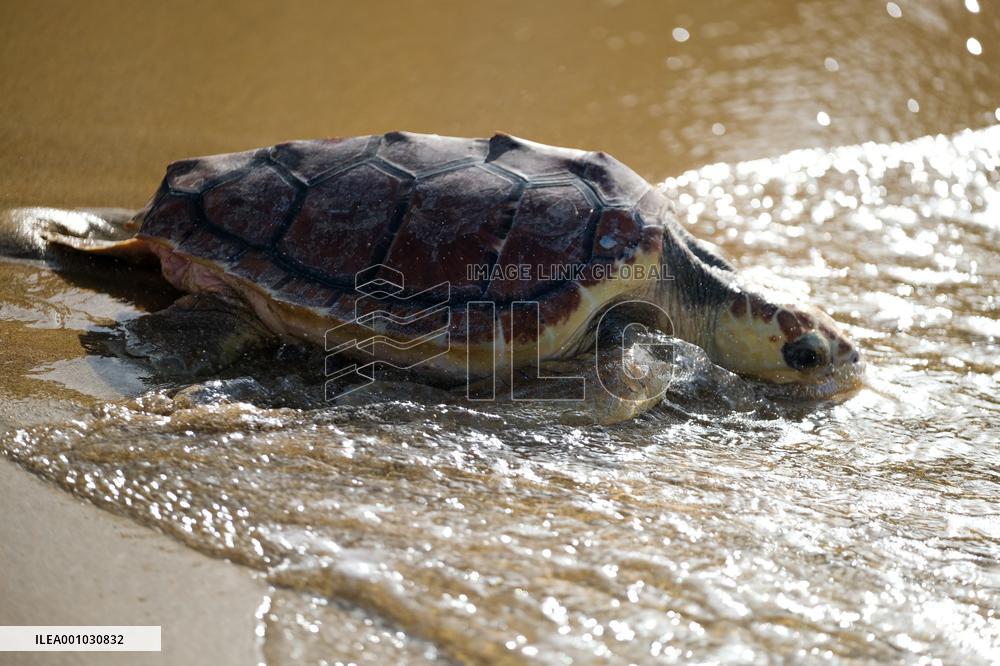 MALTA-MANIKATA-TURTLE RELEASE
