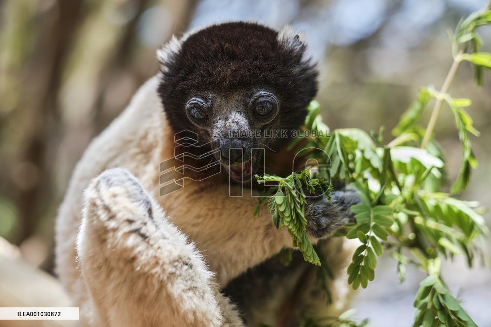 MADAGASCAR-LEMUR