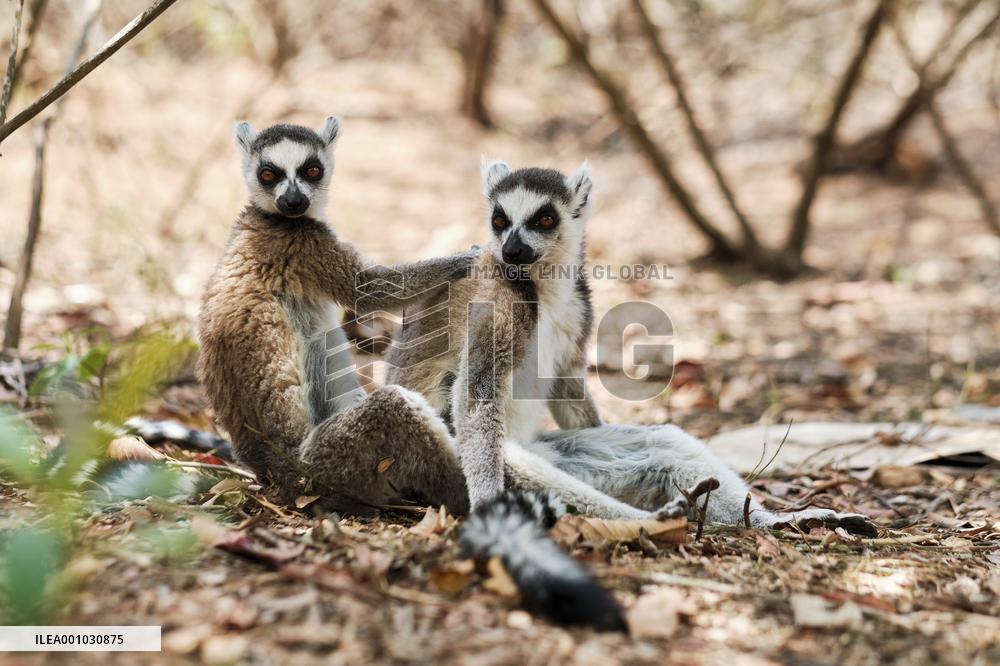 MADAGASCAR-LEMUR