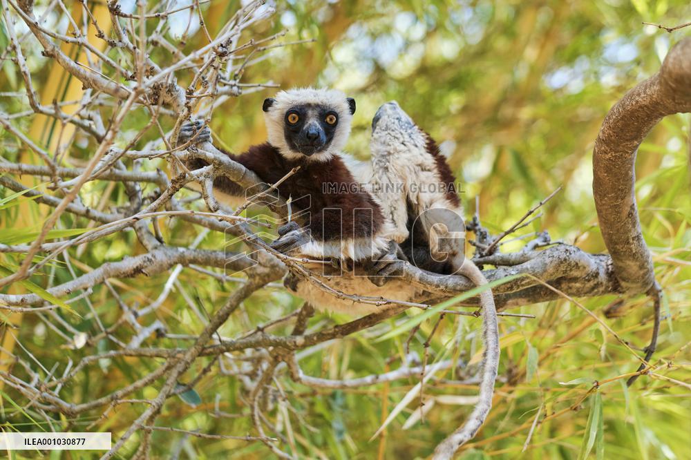 MADAGASCAR-LEMUR